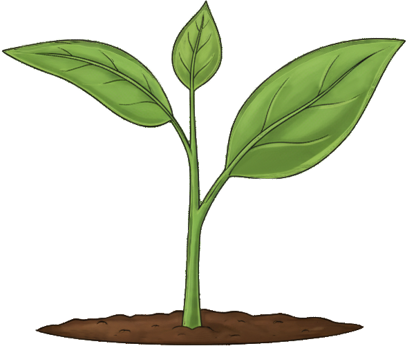 Sapling Image